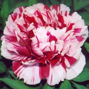 peonia